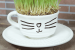 Herbe à Chats : 10 idées pour la faire pousser en pot