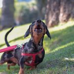 Chien qui aboie : Top 10 races qui aboient le plus