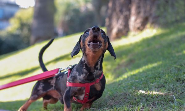 Chien qui aboie : Top 10 races qui aboient le plus