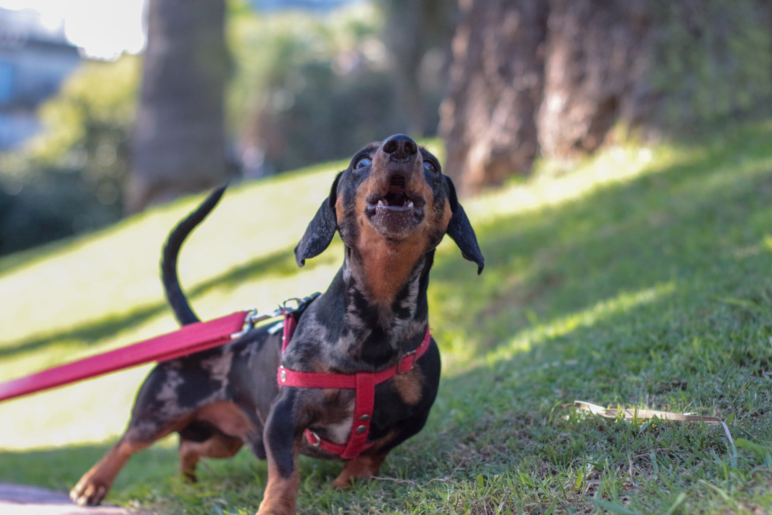 Chien qui aboie Top 10 races qui aboient le plus