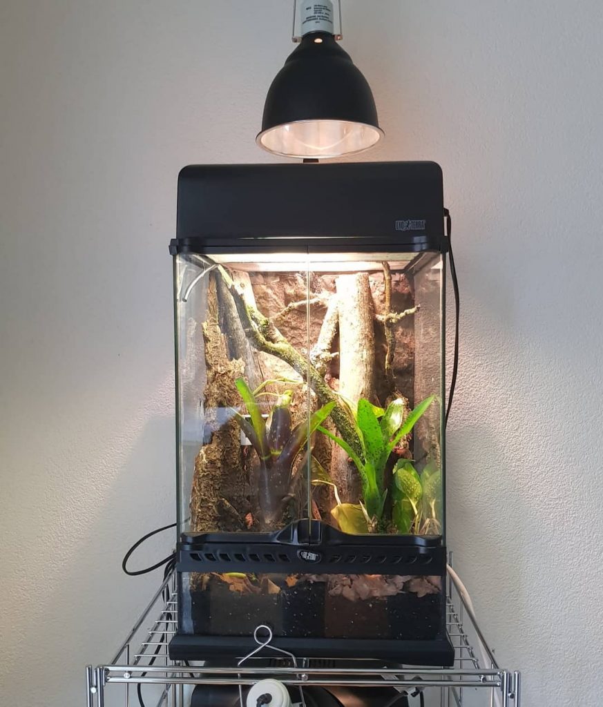 terrarium avec ampoule chauffante