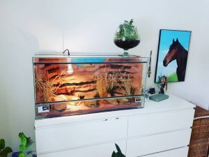 Comment choisir un tapis chauffant pour son terrarium ?
