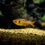 Maladie des points blancs : causes, symptômes, traitement