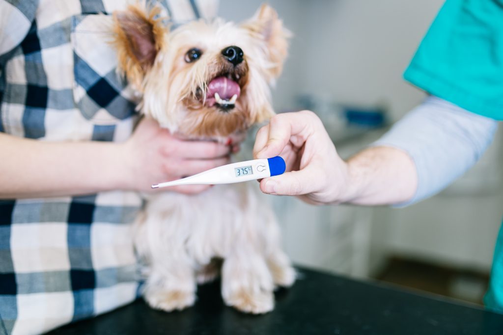 Prise de la température d'un chien grâce à un thermomètre