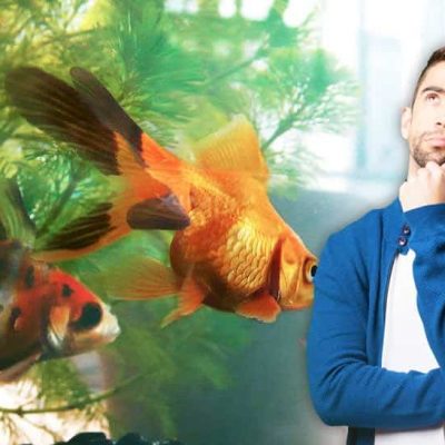Quel aquarium choisir pour son poisson rouge ?