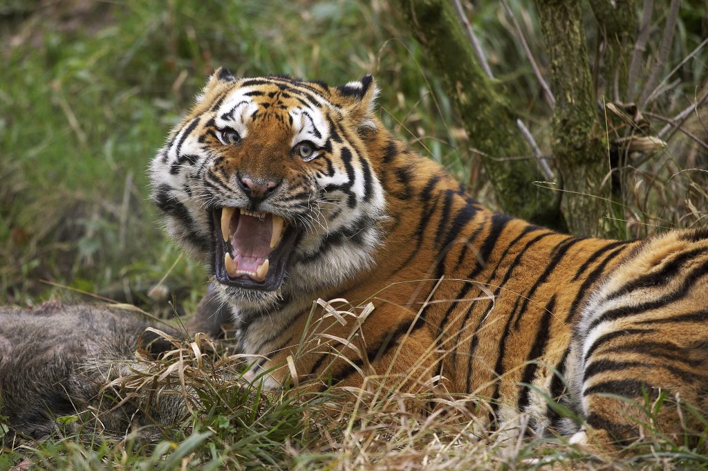 Le tigre