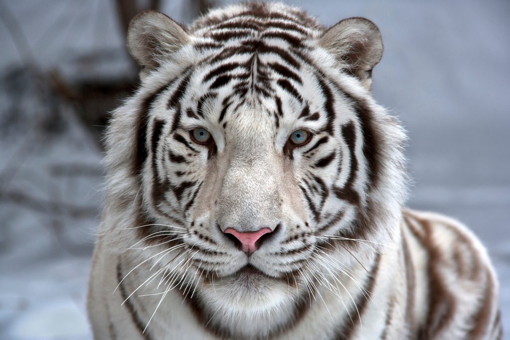 Tigre blanc