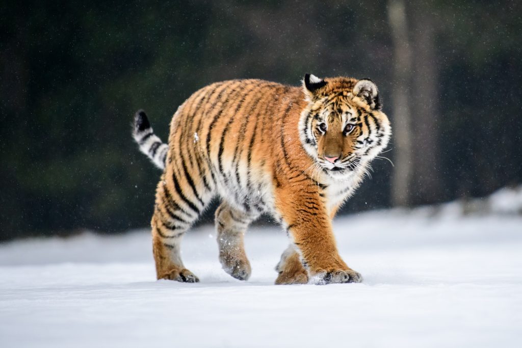 Tigre de Sibérie