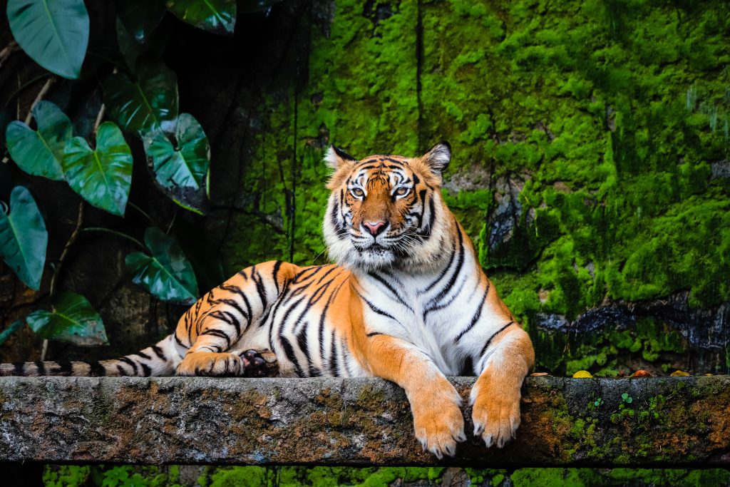 Tigre du bengal allongé