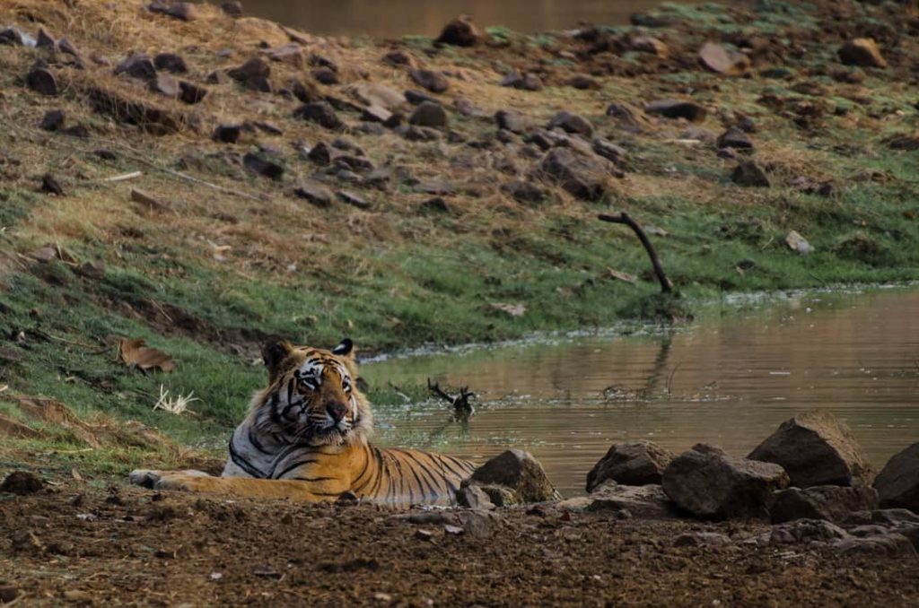 Tigre du Bengale