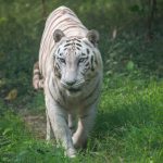 Méthode de chasse des félins : Top 25 faits étonnants