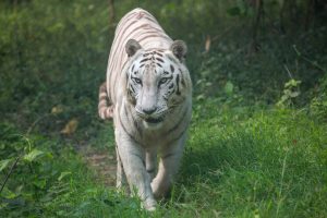 Méthode de chasse des félins : Top 25 faits étonnants