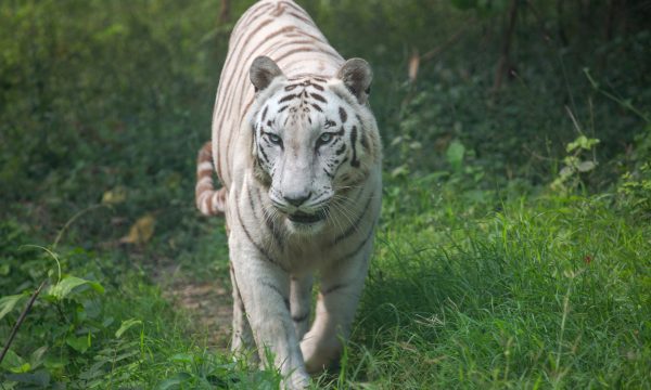 Méthode de chasse des félins : Top 25 faits étonnants
