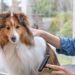 Le toilettage des chiens à poils longs : Astuces et erreurs à éviter