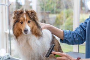 Le toilettage des chiens à poils longs : Astuces et erreurs à éviter