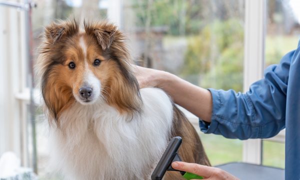 Le toilettage des chiens à poils longs : Astuces et erreurs à éviter