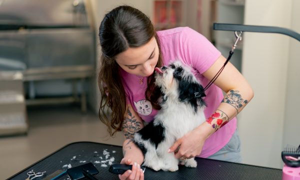 Toiletteur Animalier