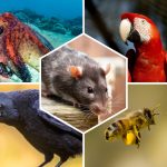 Animaux Intelligents : Top 12 des espèces les plus étonnantes