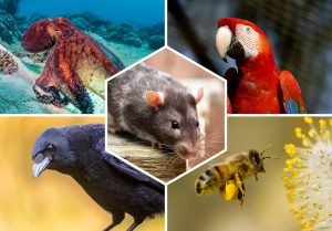 Animaux Intelligents : Top 12 des espèces les plus étonnantes