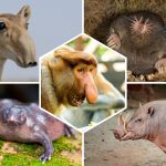 Animaux moches : Top 15 des espèces les plus laides