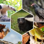 Animaux à l’odorat surdéveloppé : Top 10 espèces à découvrir