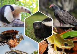 Animaux à l’odorat surdéveloppé : Top 10 espèces à découvrir