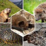 Hibernation des animaux : Top 10 Espèces qui hibernent
