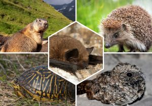 Hibernation des animaux : Top 10 Espèces qui hibernent