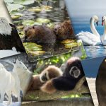 Top 10 animaux qui s’aiment pour la vie