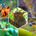 Top 10 Animaux avec une Vision Incroyable