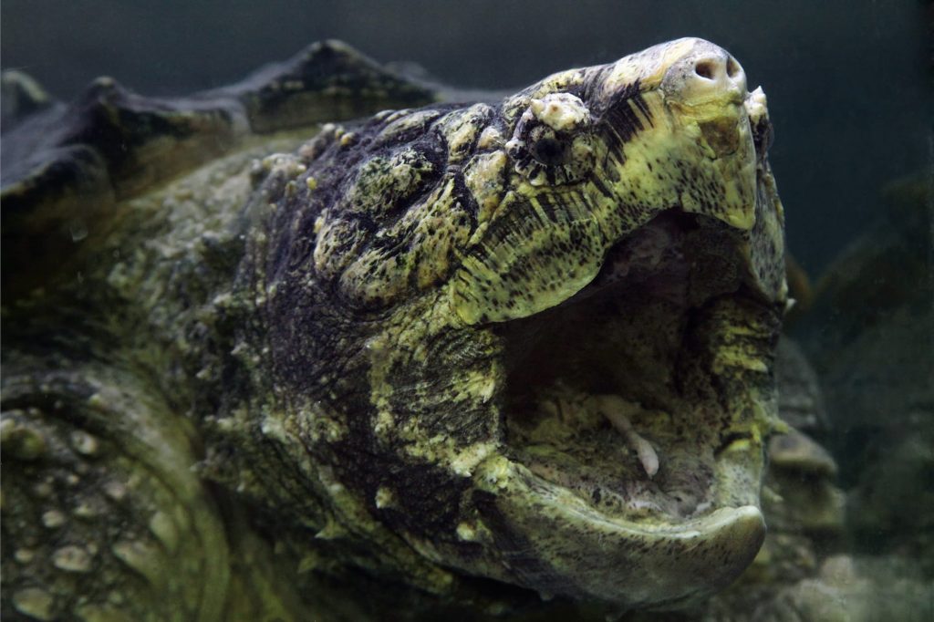 tortue alligator