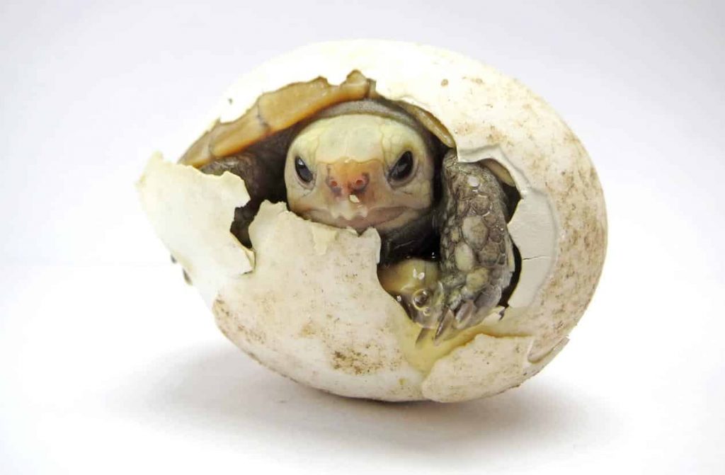 tortue incubation