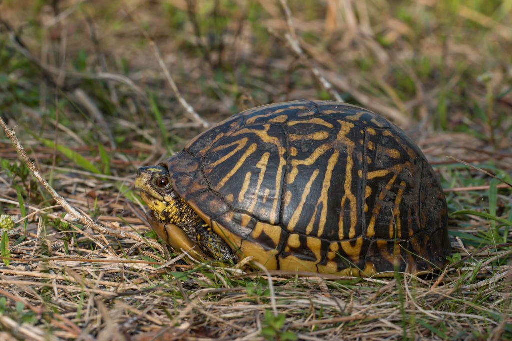 tortue boîte de Floride