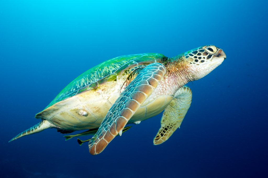 Tortue Caouanne