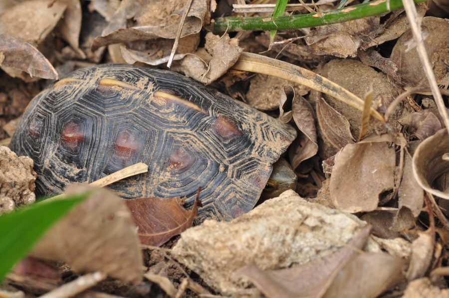 L’hibernation des tortues
