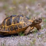 Tortue de terre : 8 maladies courantes à connaître