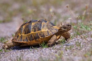 Tortue de terre : 8 maladies courantes à connaître