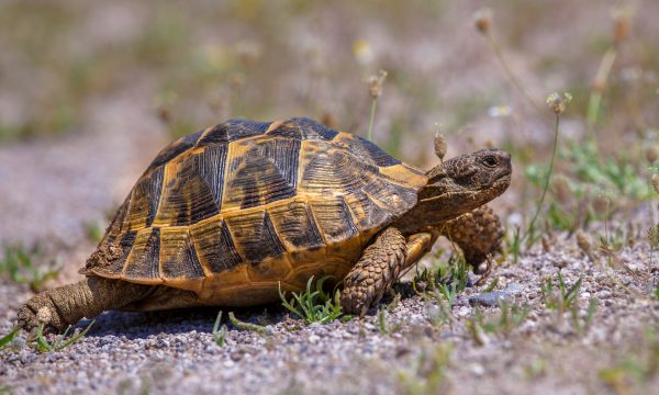 Tortue de terre : 8 maladies courantes à connaître