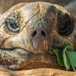 Les meilleurs aliments pour la tortue de terre