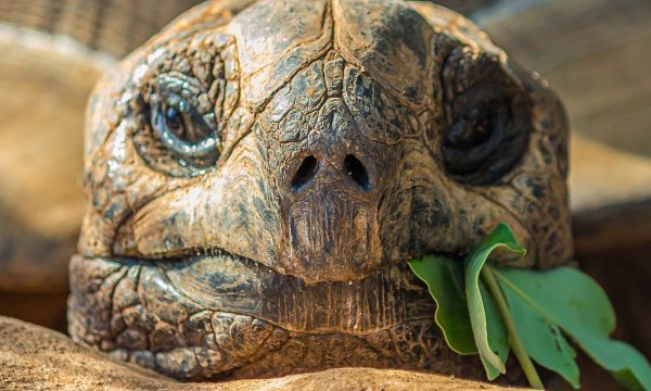 Les meilleurs aliments pour la tortue de terre