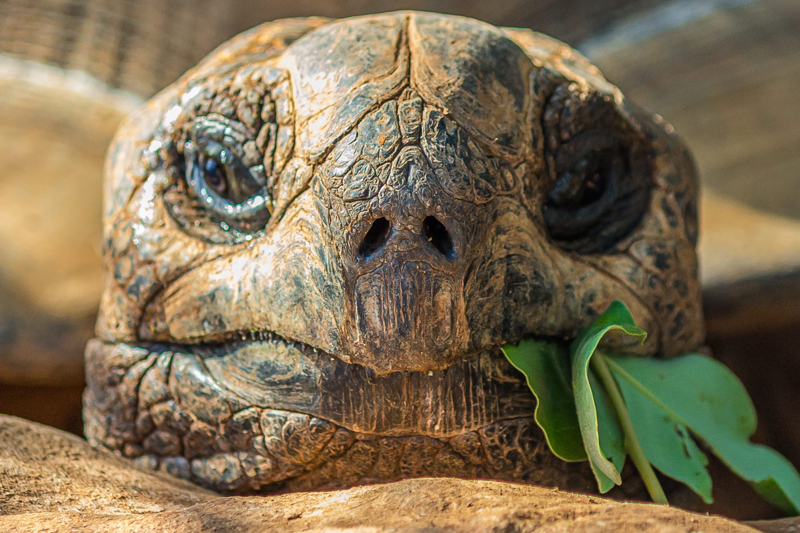 Les meilleurs aliments pour la tortue de terre — Tortues — Autour des animaux