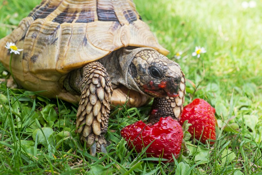 Tortue de terre qui mange des fraises