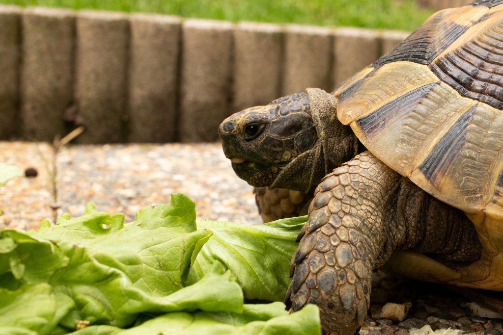 Tortue de terre qui mange de la salade