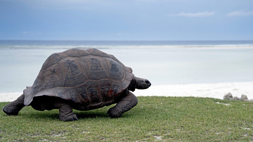 Tortue géante des Seychelles