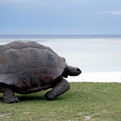 Quels animaux voir sur l’île Maurice ?