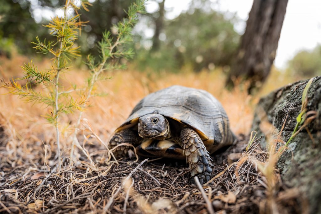 Tortue qui marche dans la nature