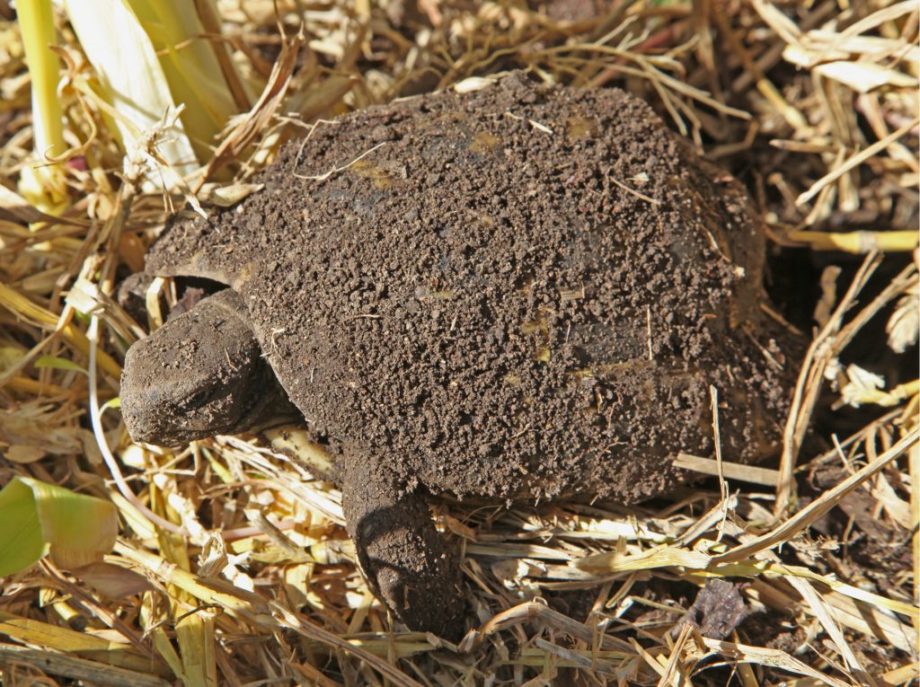 tortue qui sort de l'hibernation