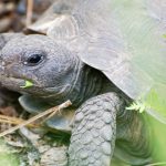 Ma tortue attend des petits: conseils et préparation