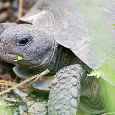 Ma tortue attend des petits: conseils et préparation