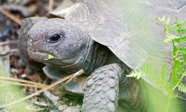 Ma tortue attend des petits: conseils et préparation